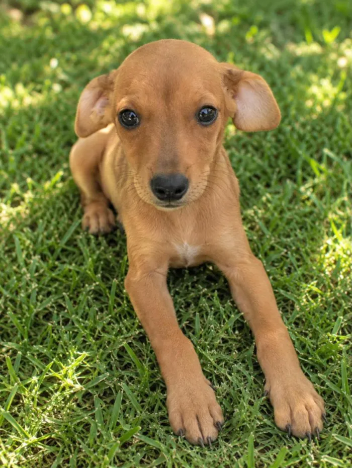 Cachorro raça SRD-ViraLata idade 2 a 6 meses nome Bambina