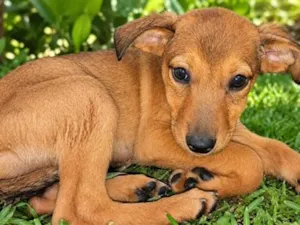 Cachorro raça SRD-ViraLata idade 2 a 6 meses nome Bambina