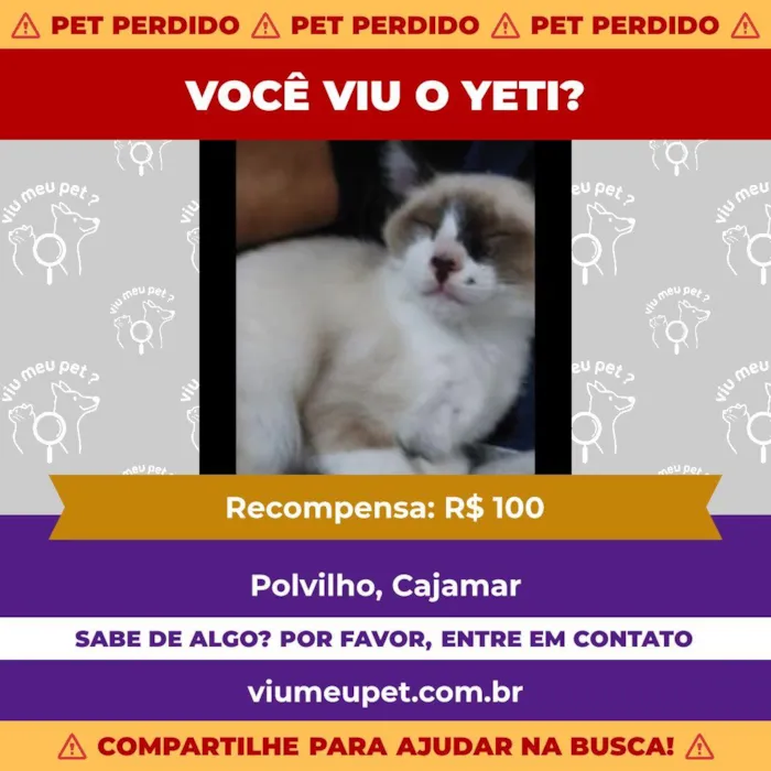 Gato raça Siamês idade 1 ano nome Yeti