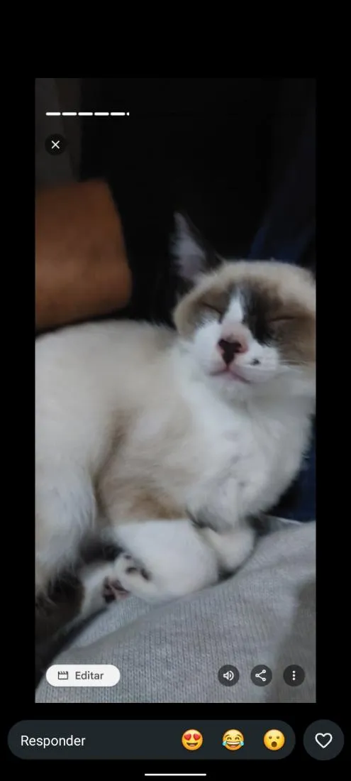 Gato raça Siamês idade 1 ano nome Yeti