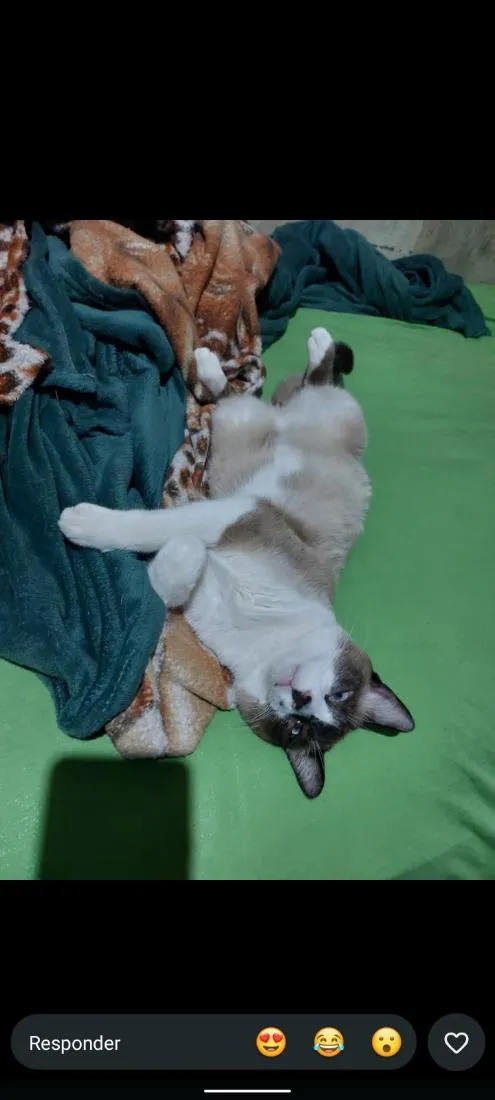 Gato raça Siamês idade 1 ano nome Yeti