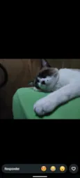 Yeti