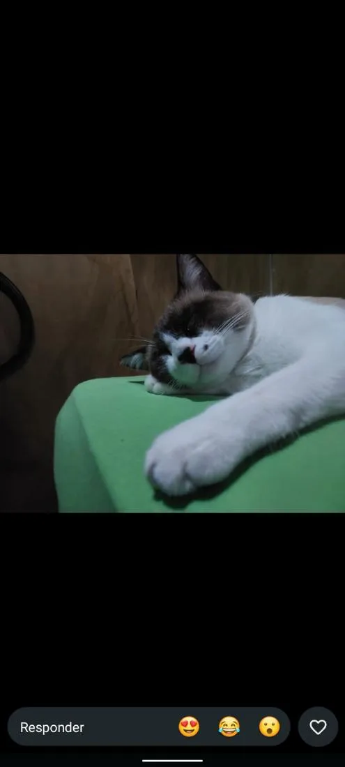 Gato raça Siamês idade 1 ano nome Yeti