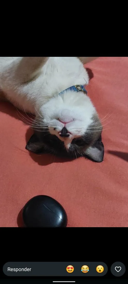 Gato raça Siamês idade 1 ano nome Yeti
