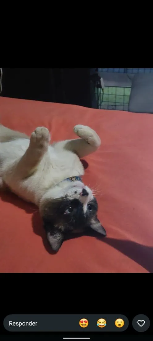 Gato raça Siamês idade 1 ano nome Yeti