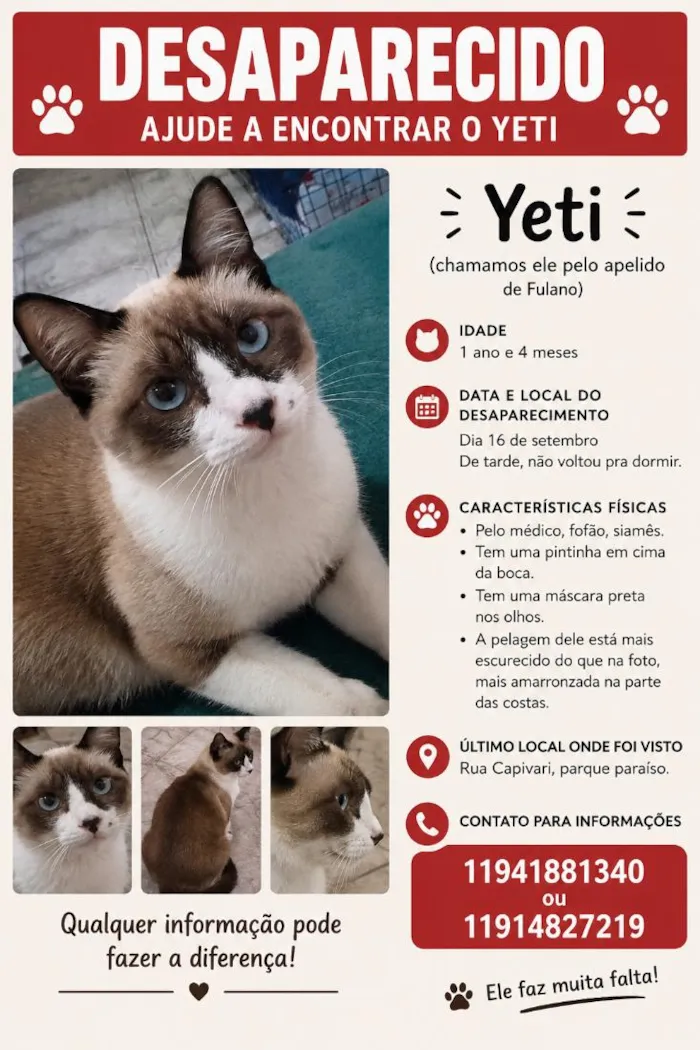 Gato raça Siamês idade 1 ano nome Yeti
