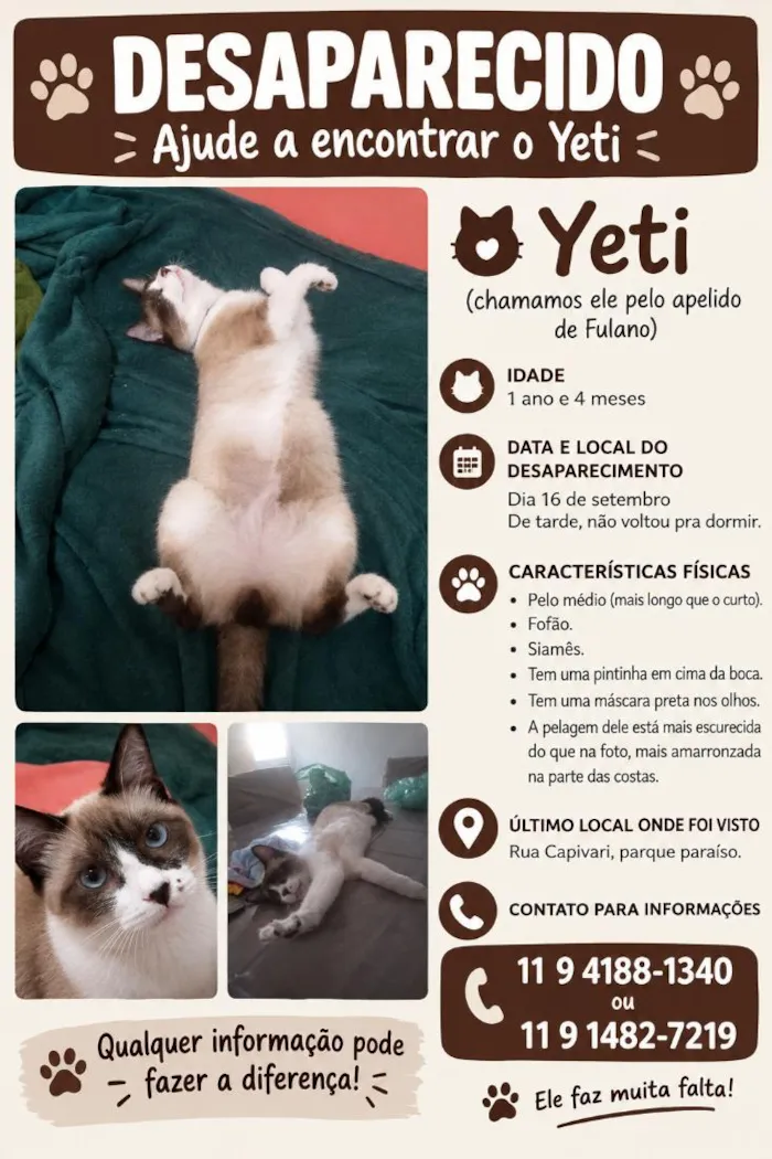 Gato raça Siamês idade 1 ano nome Yeti