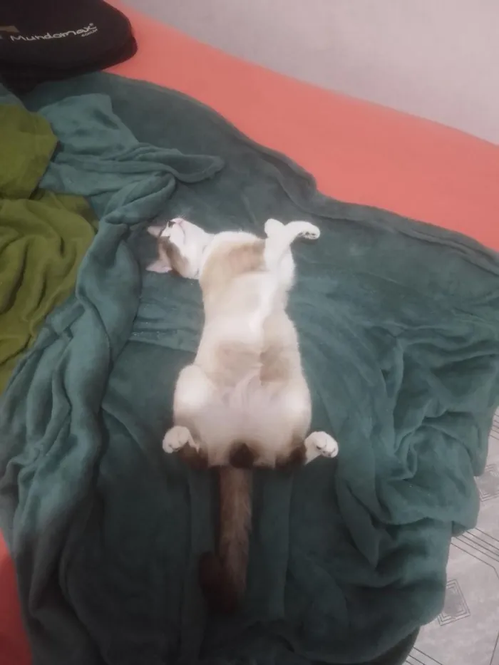 Gato raça Siamês idade 1 ano nome Yeti