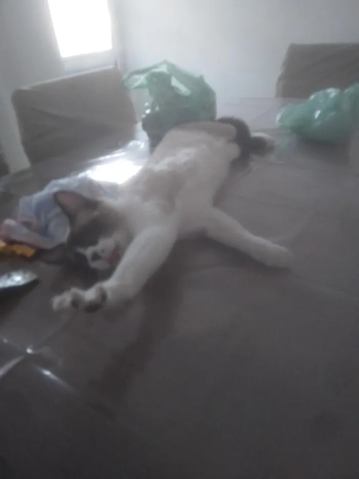 Gato raça Siamês idade 1 ano nome Yeti
