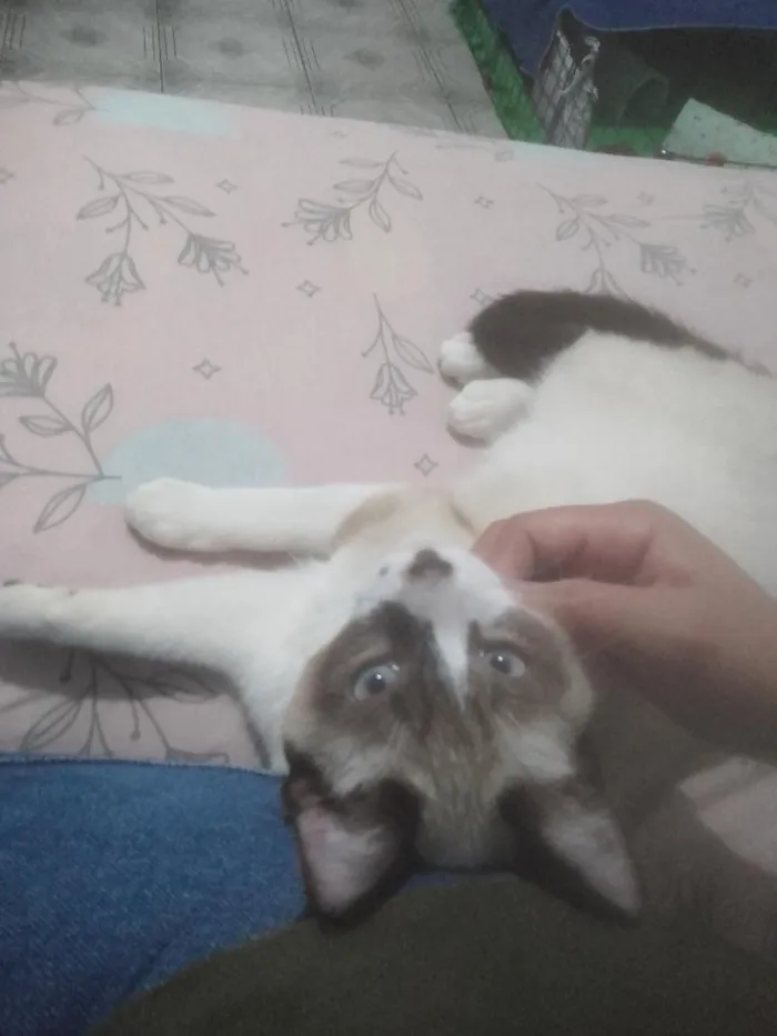 Gato raça Siamês idade 1 ano nome Yeti