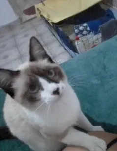 Gato raça Siamês idade 1 ano nome Yeti