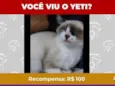 Yeti
