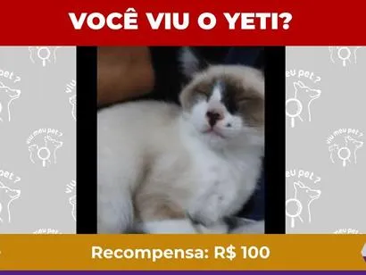 Gato raça Siamês idade 1 ano nome Yeti