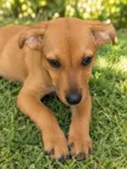 Bambino