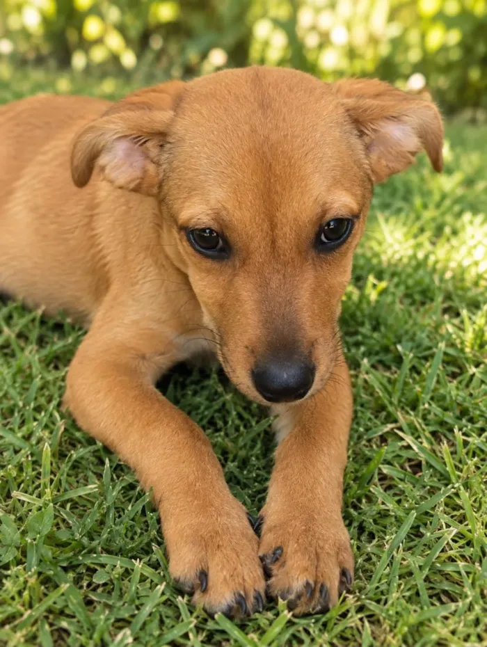 Cachorro raça SRD-ViraLata idade 2 a 6 meses nome Bambino