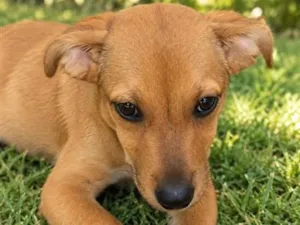 Cachorro raça SRD-ViraLata idade 2 a 6 meses nome Bambino