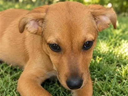 Cachorro raça SRD-ViraLata idade 2 a 6 meses nome Bambino