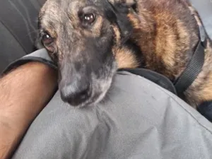 Cachorro raça SRD-ViraLata idade 6 ou mais anos nome Pepé