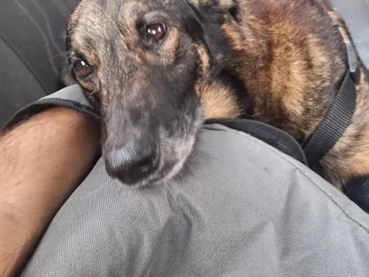 Cachorro raça SRD-ViraLata idade 6 ou mais anos nome Pepé
