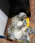 Fred e Amora