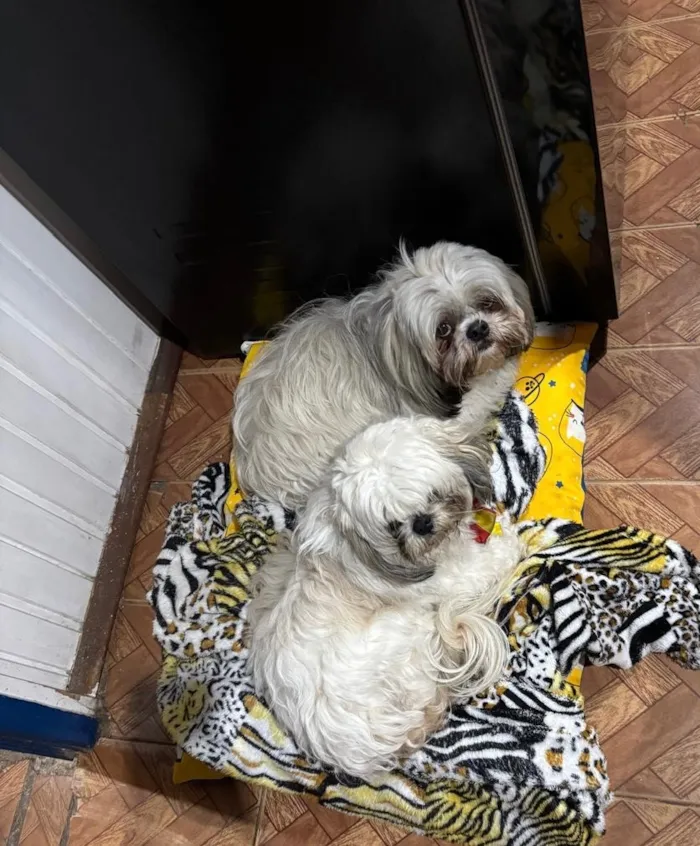 Cachorro raça Shitzu idade 4 anos nome Fred e Amora