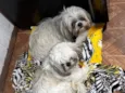 Fred e Amora