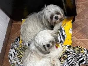 Cachorro raça Shitzu idade 4 anos nome Fred e Amora