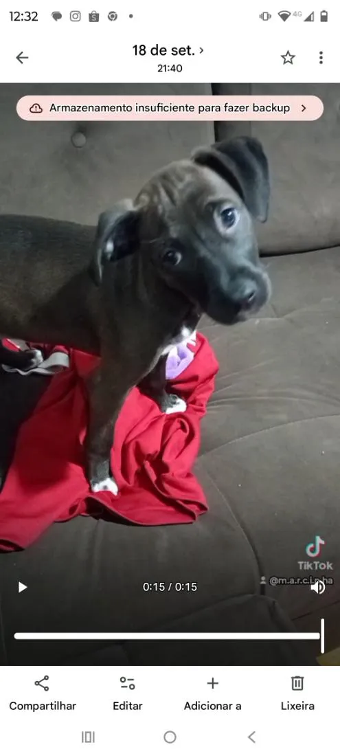 Cachorro raça SRD-ViraLata idade 2 a 6 meses nome Pandora 