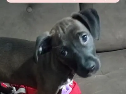 Cachorro raça SRD-ViraLata idade 2 a 6 meses nome Pandora 
