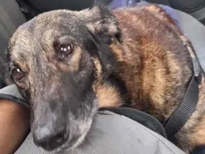 Cachorro raça SRD-ViraLata idade 6 ou mais anos nome Pepé