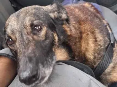 Cachorro raça SRD-ViraLata idade 6 ou mais anos nome Pepé
