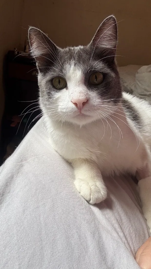 Gato raça SRD-ViraLata idade 1 ano nome Celestin