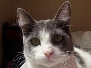 Gato raça SRD-ViraLata idade 1 ano nome Celestin