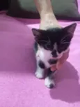 gato, gato e gato 