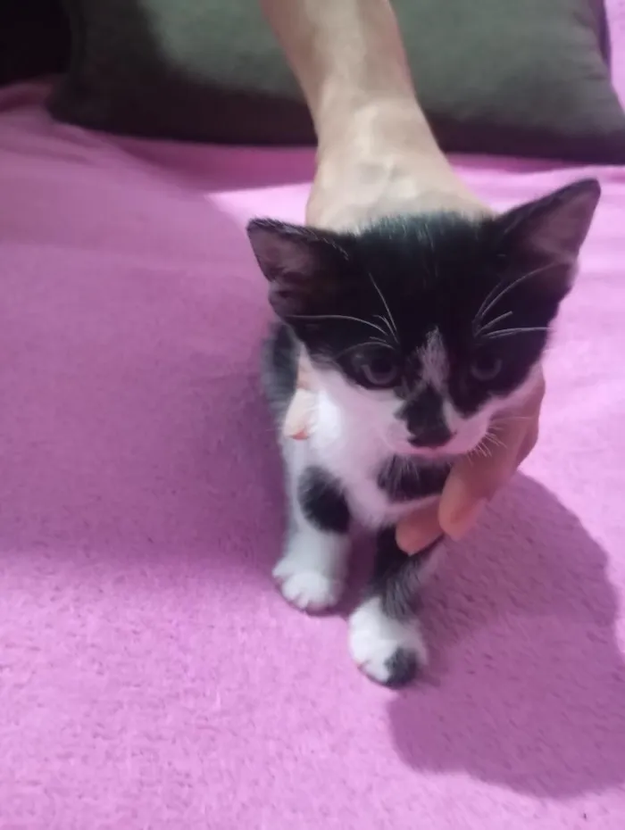 Gato raça SRD-ViraLata idade Abaixo de 2 meses nome gato, gato e gato 