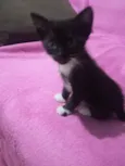 gato, gato e gato 