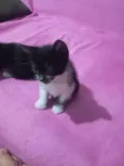 gato, gato e gato 