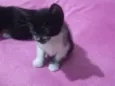 gato, gato e gato 