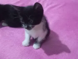 Gato raça SRD-ViraLata idade Abaixo de 2 meses nome gato, gato e gato 