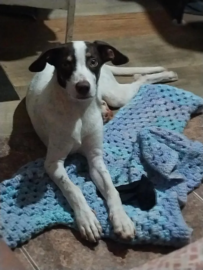 Cachorro raça SRD-ViraLata idade 7 a 11 meses nome Nik