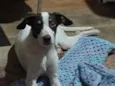 Nik