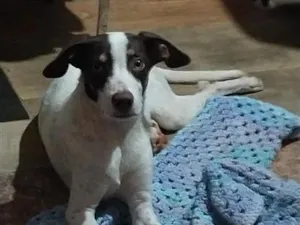 Cachorro raça SRD-ViraLata idade 7 a 11 meses nome Nik