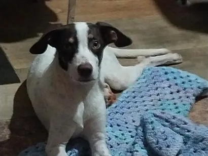 Cachorro raça SRD-ViraLata idade 7 a 11 meses nome Nik
