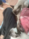 Zeus e Hinata ( nome temporário pois estão pouco tempo comigo)