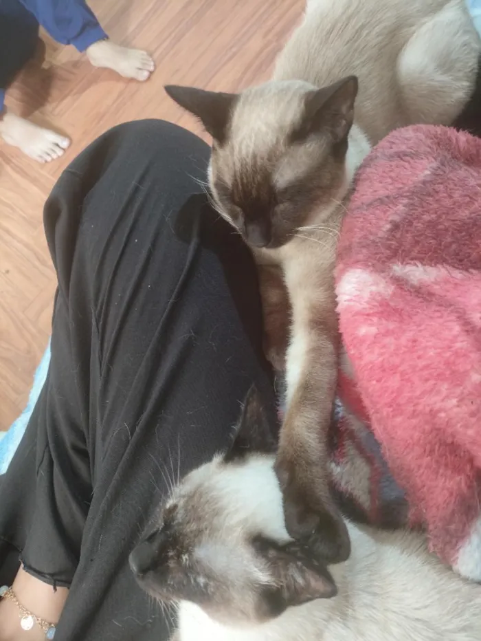 Gato raça Siamês idade 2 a 6 meses nome Zeus e Hinata ( nome temporário pois estão pouco tempo comigo)
