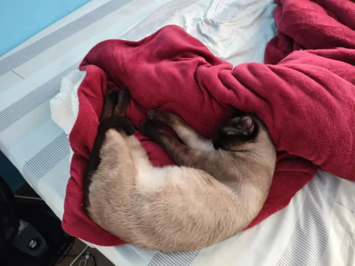 Gato raça Siamês idade 2 a 6 meses nome Zeus e Hinata ( nome temporário pois estão pouco tempo comigo)