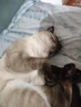 Zeus e Hinata ( nome temporário pois estão pouco tempo comigo)