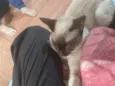 Zeus e Hinata ( nome temporário pois estão pouco tempo comigo)