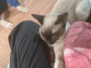 Gato raça Siamês idade 2 a 6 meses nome Zeus e Hinata ( nome temporário pois estão pouco tempo comigo)