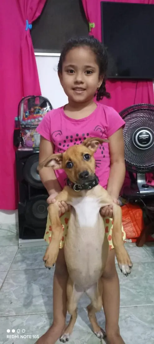 Cachorro raça SRD-ViraLata idade 2 anos nome mel